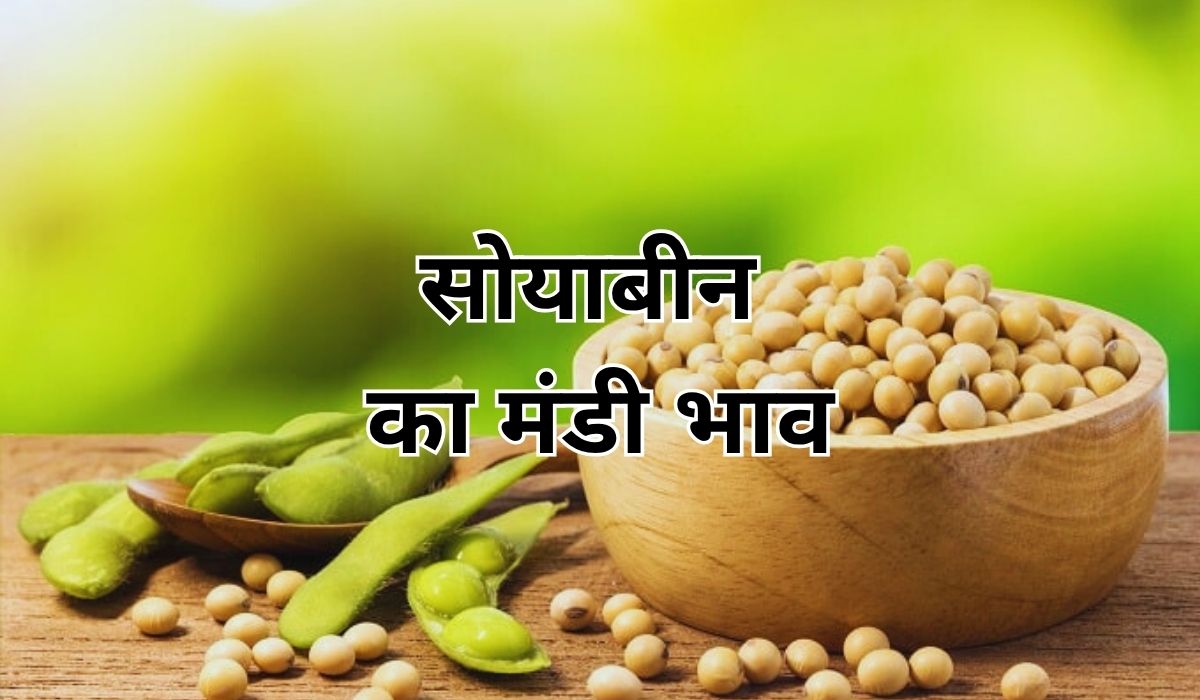 सालों बाद सोयाबीन के भाव ने मचाया तहलका, जाने 13 जून 2025 के ताजा मंडी भाव
