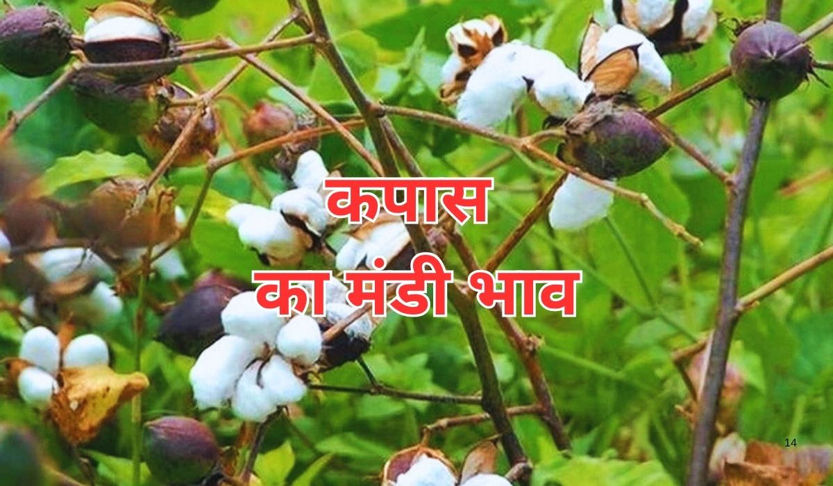 कपास के भाव तोड़ रहे हैं कई रिकॉर्ड, जाने 13 जून 2025 के ताजा मंडी भाव