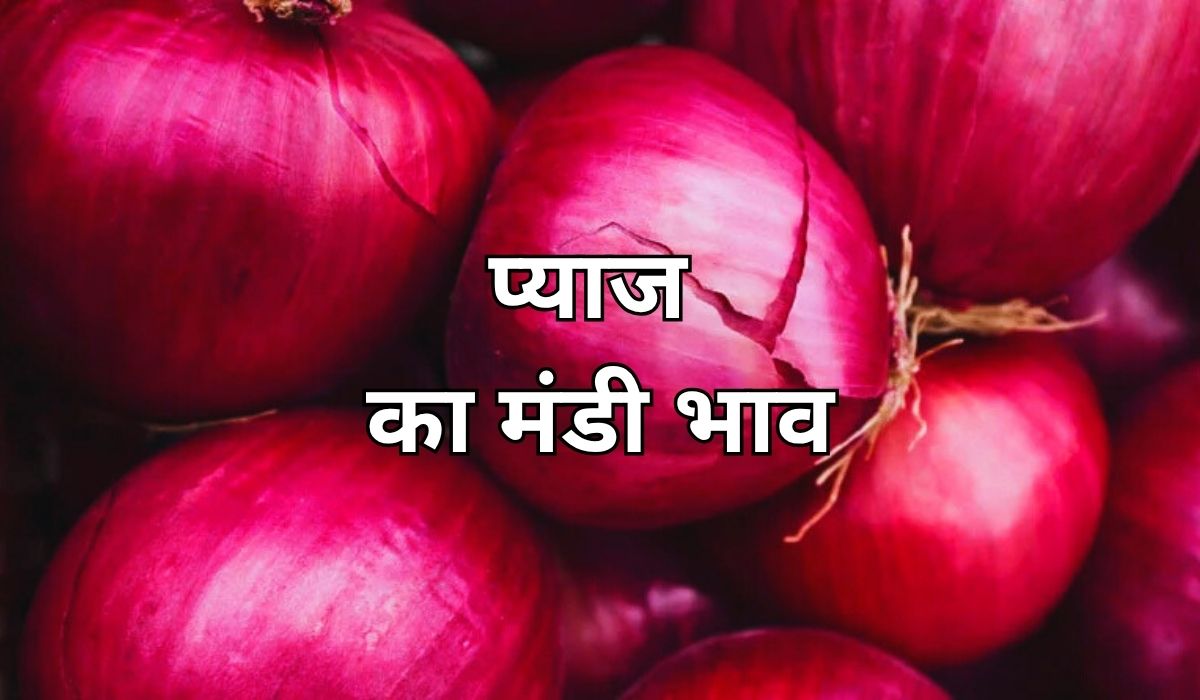 गिरावट के बाद फिर तेज हुए प्याज के भाव, जाने 14 जून 2025 के ताजा मंडी भाव
