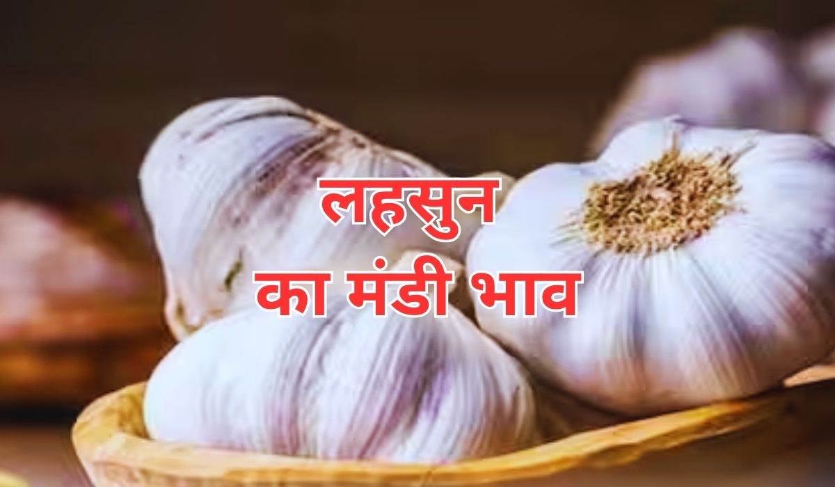 लहसुन के भाव में तगड़े उछाल की खबर, जाने 14 जून 2025 के ताजा मंडी भाव