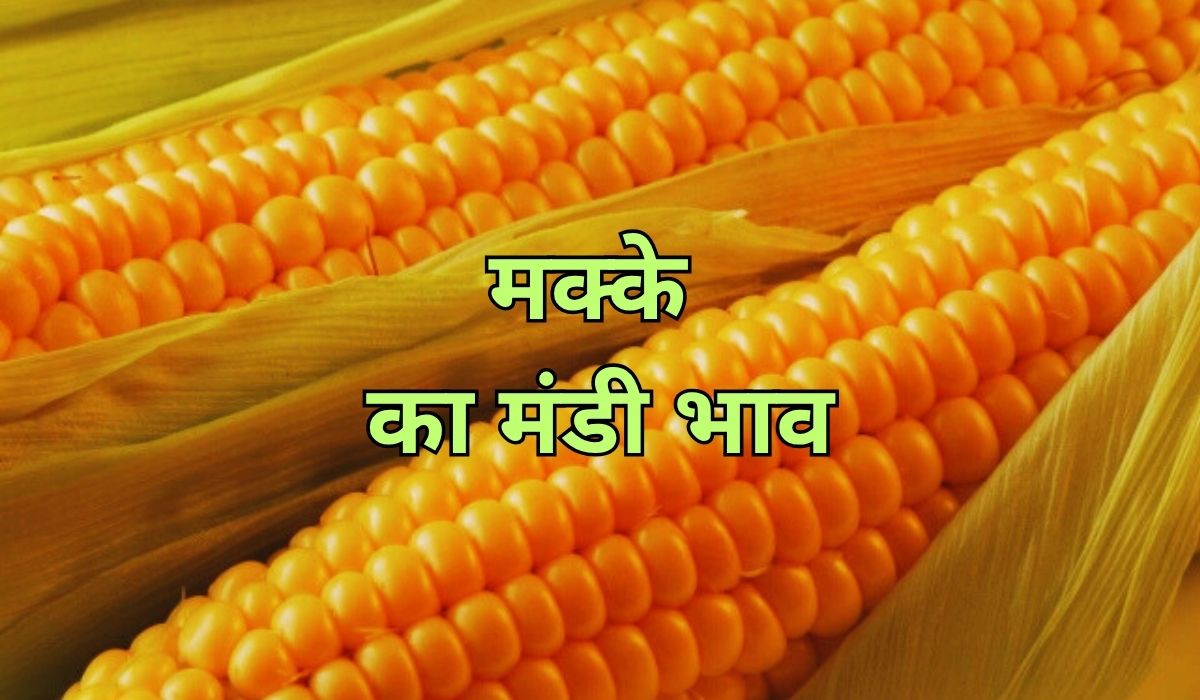 मक्के के भाव में स्थिरता का नहीं है नामोनिशान, जाने 14 जून 2025 के ताजा मंडी भाव