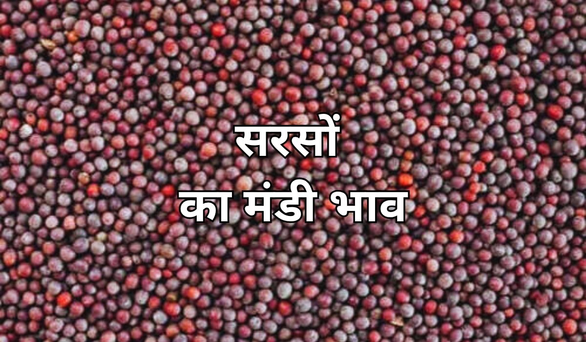 मंडी में आज सरसों का क्या हाल रहा? जाने 14 जून 2025 के ताजा मंडी भाव