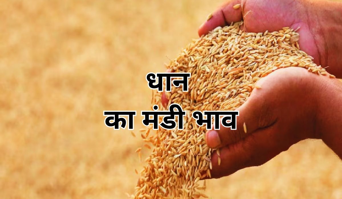 विभिन्न मंडियों में धान की कीमतों में बदलाव, जाने 14 जून 2025 के ताजा मंडी भाव