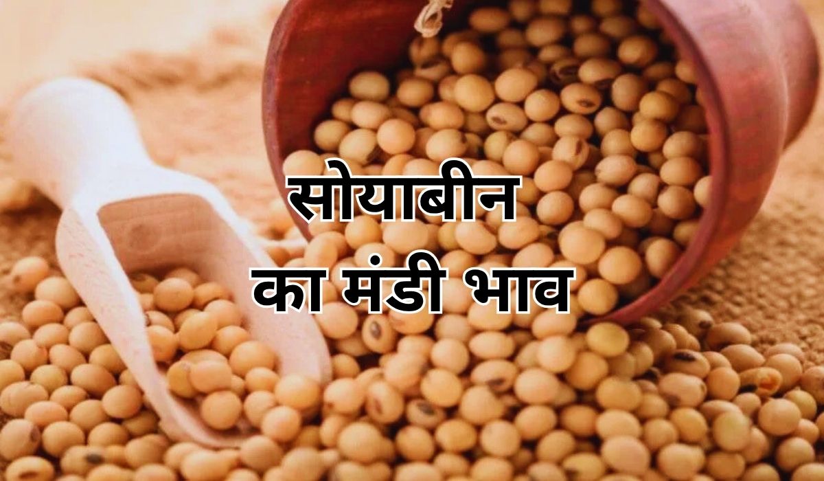 वर्तमान बाजार में सोयाबीन के भाव में उछाल, जाने 14 जून 2025 के ताजा मंडी भाव
