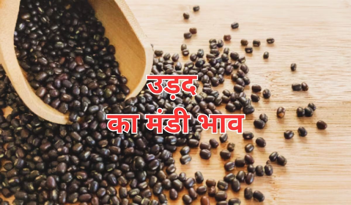 मंडी में कितना चल रहा आज उड़द का रेट? जाने 14 जून 2025 के ताजा मंडी भाव