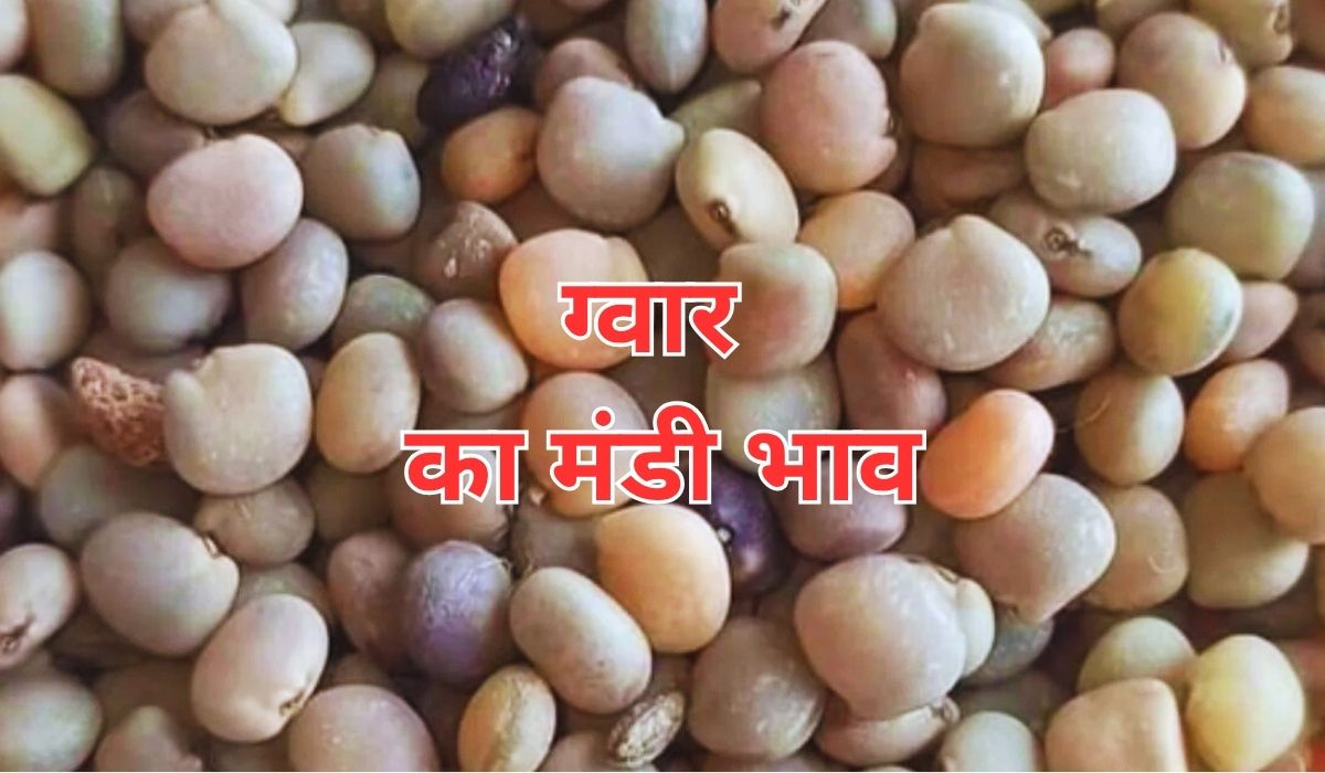 ग्वार के भाव में फिर पकड़ा तेजी का ट्रैक, जाने 14 जून 2025 के ताजा मंडी भाव