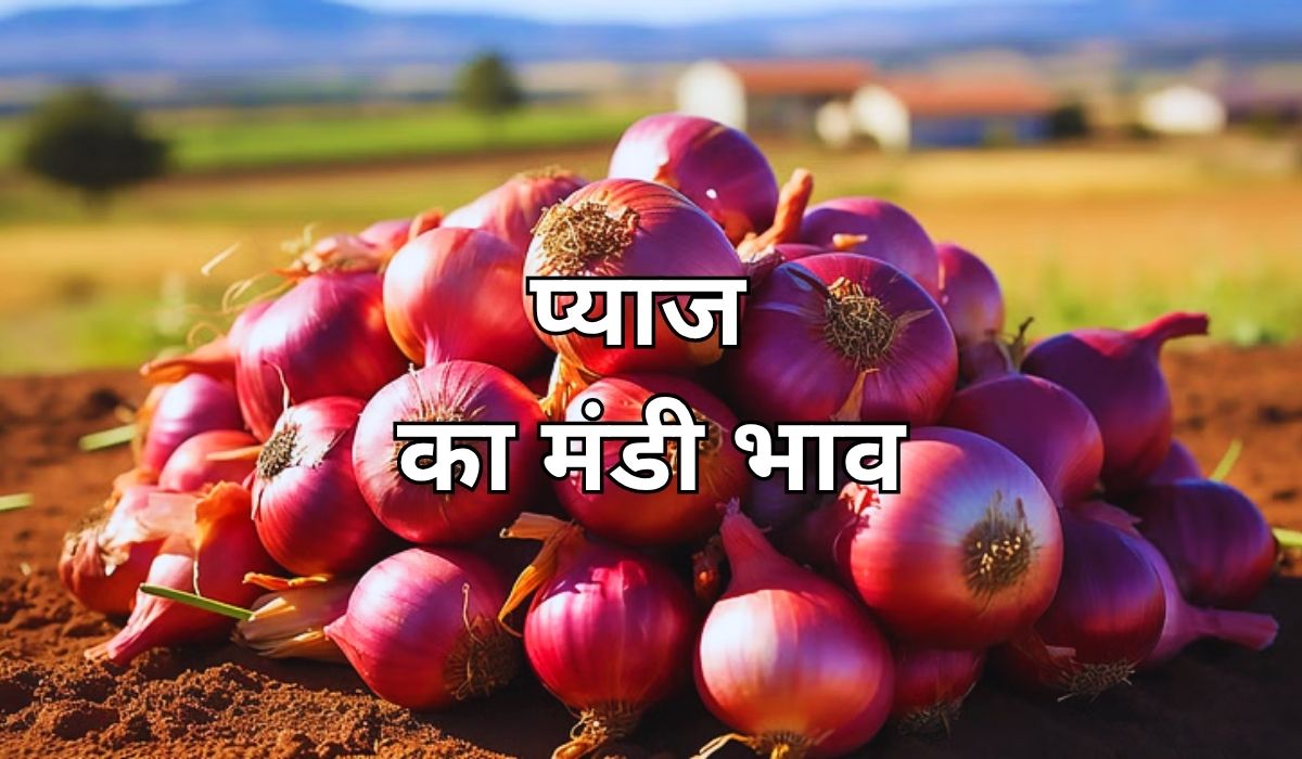 प्याज की कीमते रोजाना बदल रही रख, जाने 16 जून 2025 के ताजा मंडी भाव