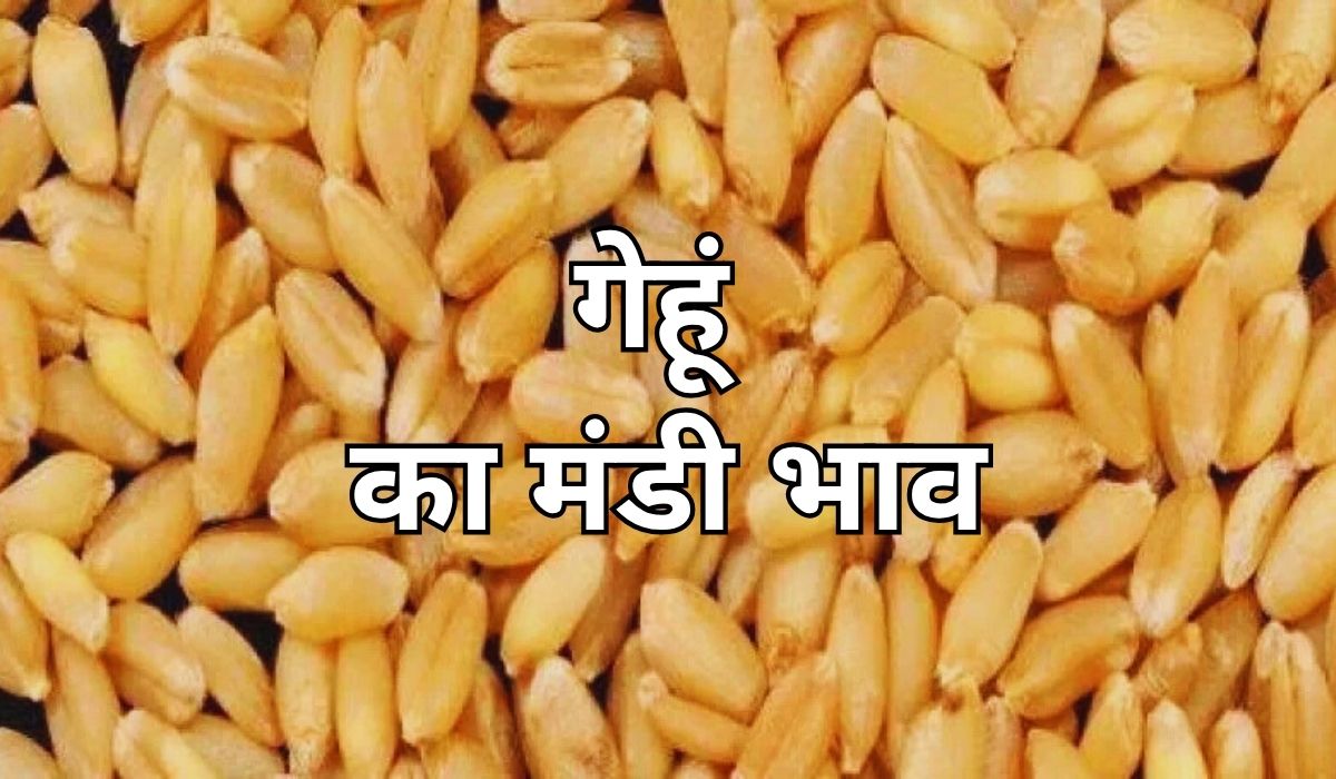 आज गेहूं का भाव मंडी में कितना रहा, जाने 16 जून 2025 के ताजा मंडी भाव