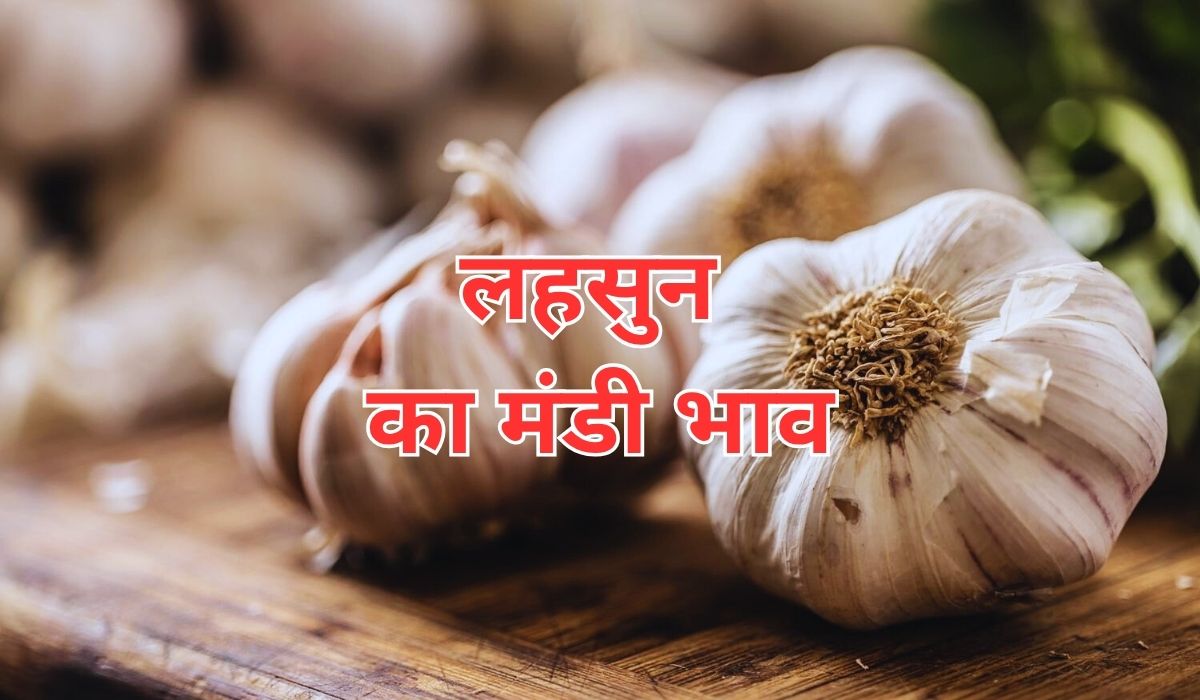 लहसुन के भाव में कई दिनों से हलचल का बाजार, जाने 16 जून 2025 के ताजा मंडी भाव