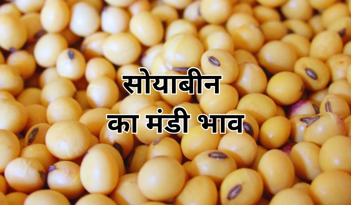 सोयाबीन के भाव में हुआ सामान्य बदलाव, जाने 16 जून 2025 के ताजा मंडी भाव