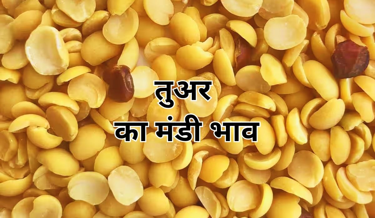 आज तुअर के बाजार का क्या हाल? जाने 16 जून 2025 के ताजा मंडी भाव