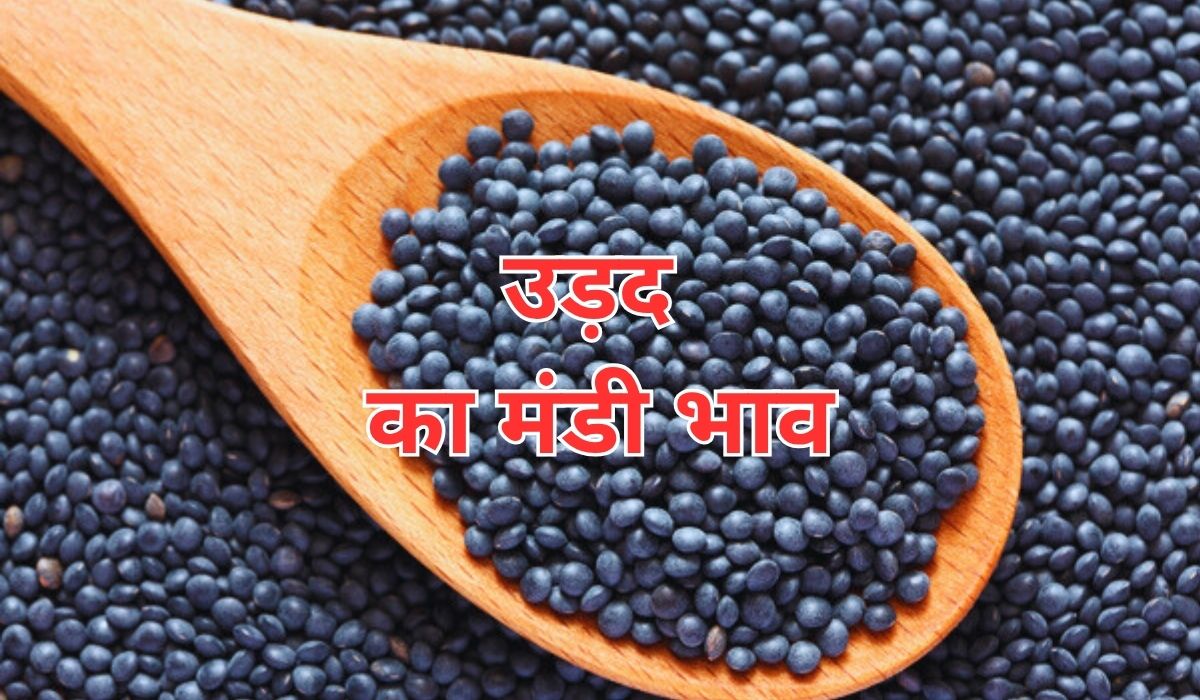 आखिर क्यों मची है उड़द के भाव में इतनी हलचल? जाने 16 जून 2025 के ताजा मंडी भाव