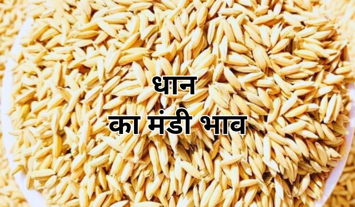 धान की कीमतों में हो रही जबरदस्त उठा-पटक, जाने 16 जून 2025 के ताजा मंडी भाव