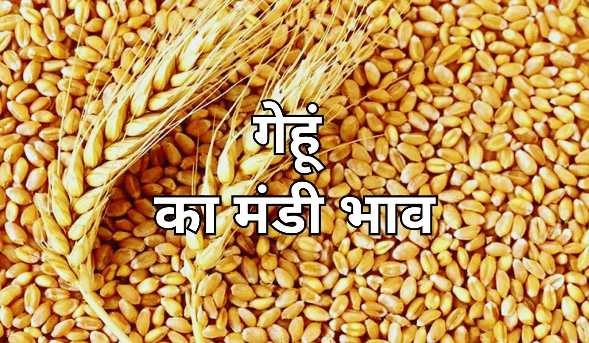 आज भी नजर आई गेहूं के भाव में हलचल, जाने 17 जून 2025 के ताजा मंडी भाव