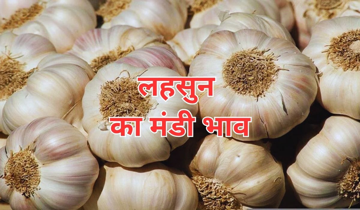 लहसुन की आवक में कमी आते ही भाव में आई तेजी, जाने 17 जून 2025 के ताजा मंडी भाव