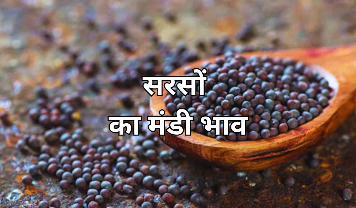 सरसों के भाव आज भी मजबूत, जाने 17 जून 2025 के ताजा मंडी भाव