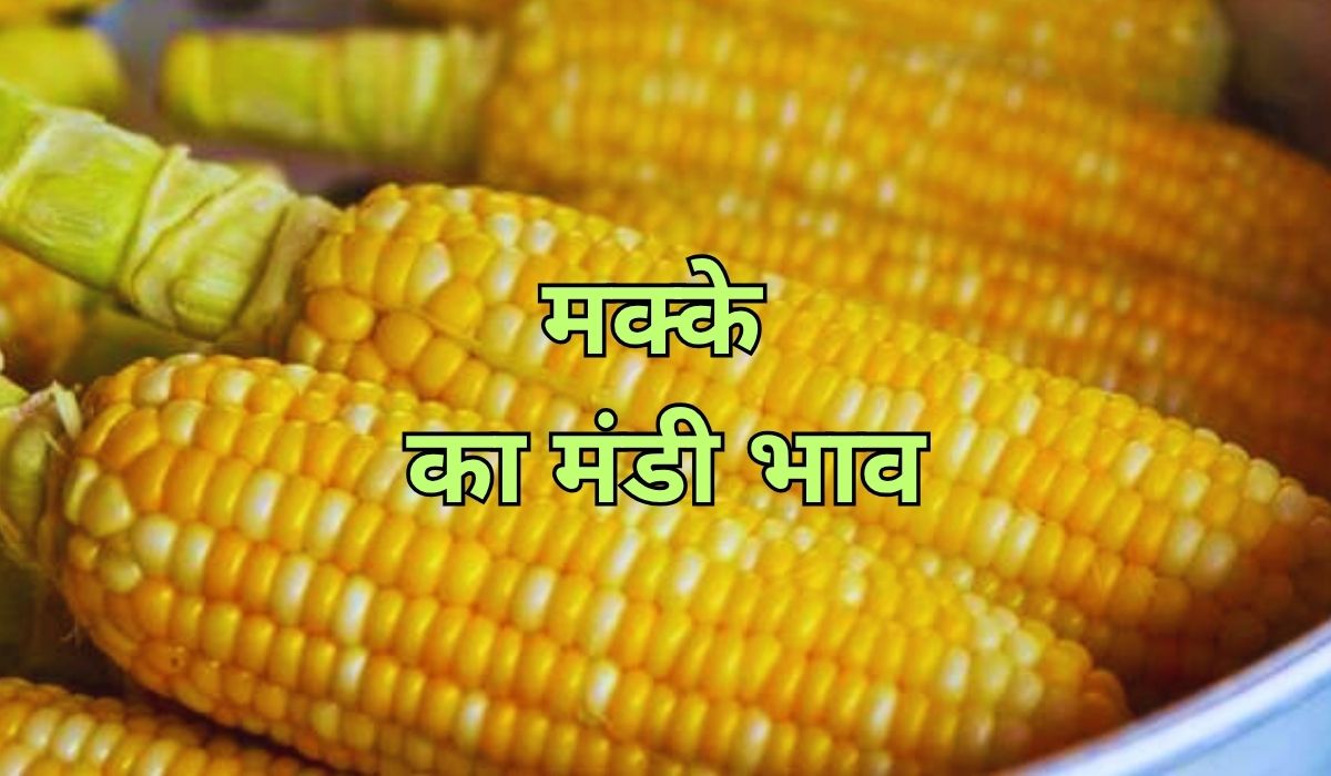 बाजार में सामान्य चल रहे मक्के के भाव, जाने 17 जून 2025 के ताजा मंडी भाव