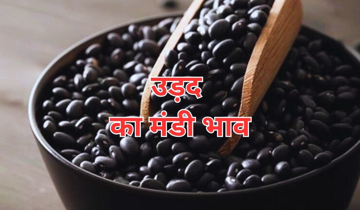 उड़द के नवीनतम मूल्य हुए जारी, जाने 17 जून 2025 के ताजा मंडी भाव