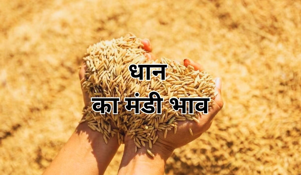 धान के कम उत्पादन ने बढ़ाई जबरदस्त कीमतें, जाने 28 जून 2025 के ताजा मंडी भाव
