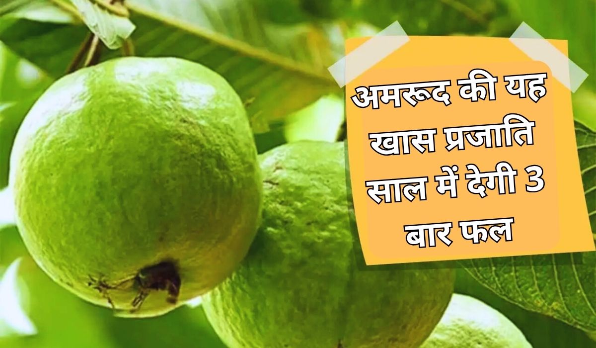 अमरूद की यह खास प्रजाति साल में देगी 3 बार फल, किसानों की लगेगी अब लॉटरी, पढ़े पूरी खबर