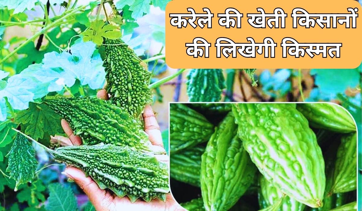 झमाझम बारिश के मौसम में करेले की खेती किसानों की लिखेगी किस्मत, कम लागत में होगी तगड़ी कमाई