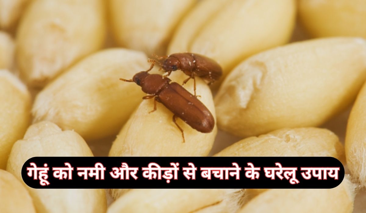 बारिश में गेहूं को नमी और कीड़ों से बचाने के लिए अपनाए घरेलू उपाय, गेहूं लंबे समय तक रहेगा सुरक्षित
