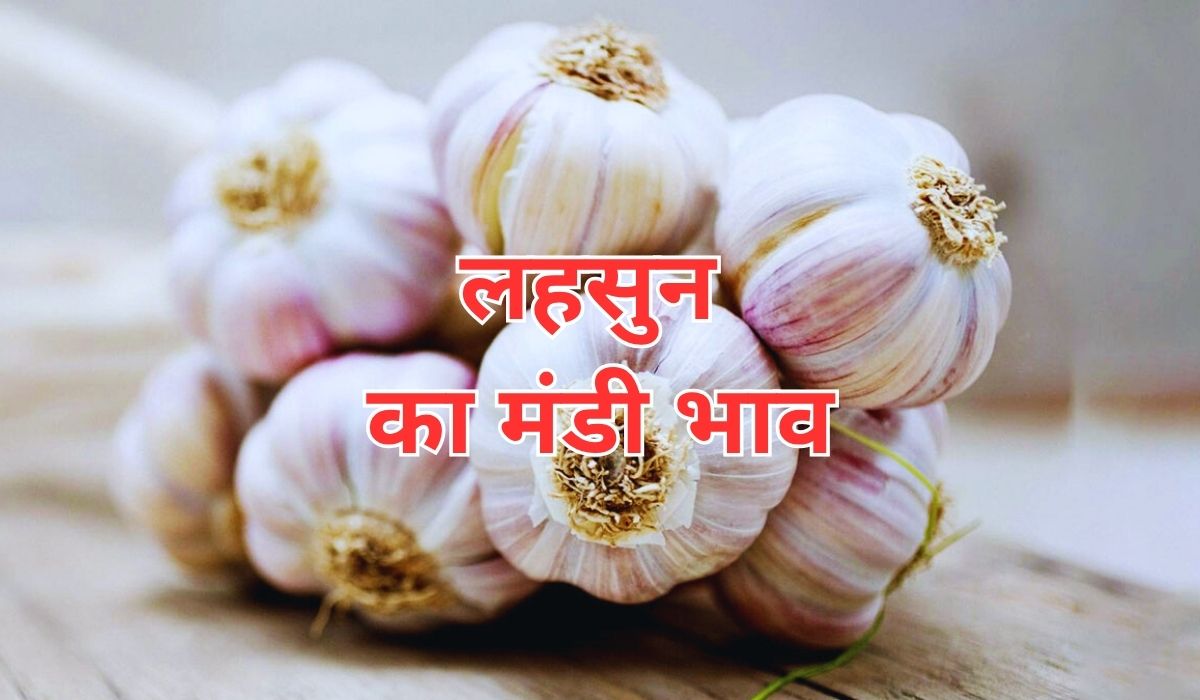 लहसुन के भाव बढ़ते जा रहे आसमान की तरफ, जाने 25 जून 2025 के ताजा मंडी के भाव
