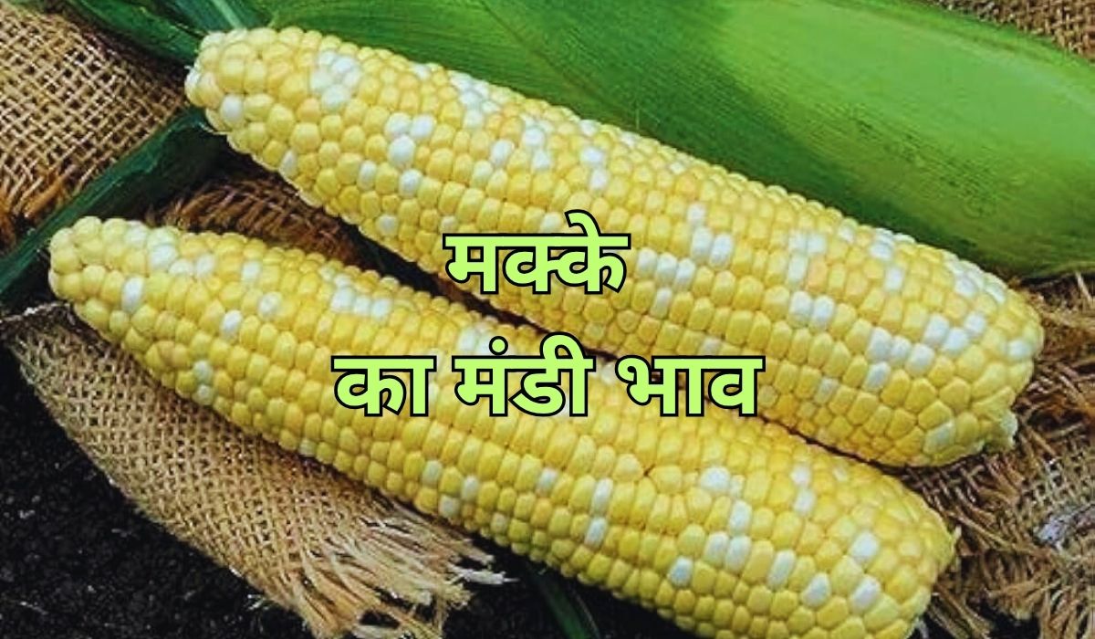 मक्के के भाव में दिखा आज उतार-चढ़ाव, जाने 25 जून 2025 के ताजा मंडी के भाव