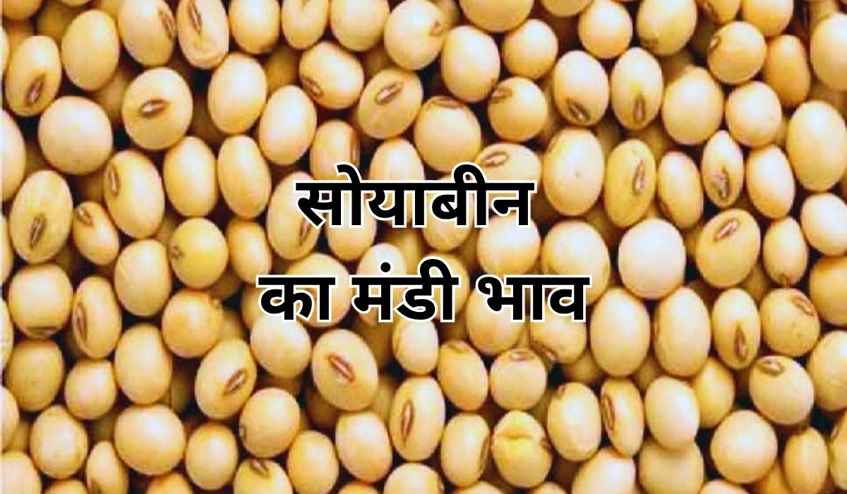 सोयाबीन के भाव को लेकर आया नवीनतम अपडेट, जाने 25 जून 2025 के ताजा मंडी के भाव