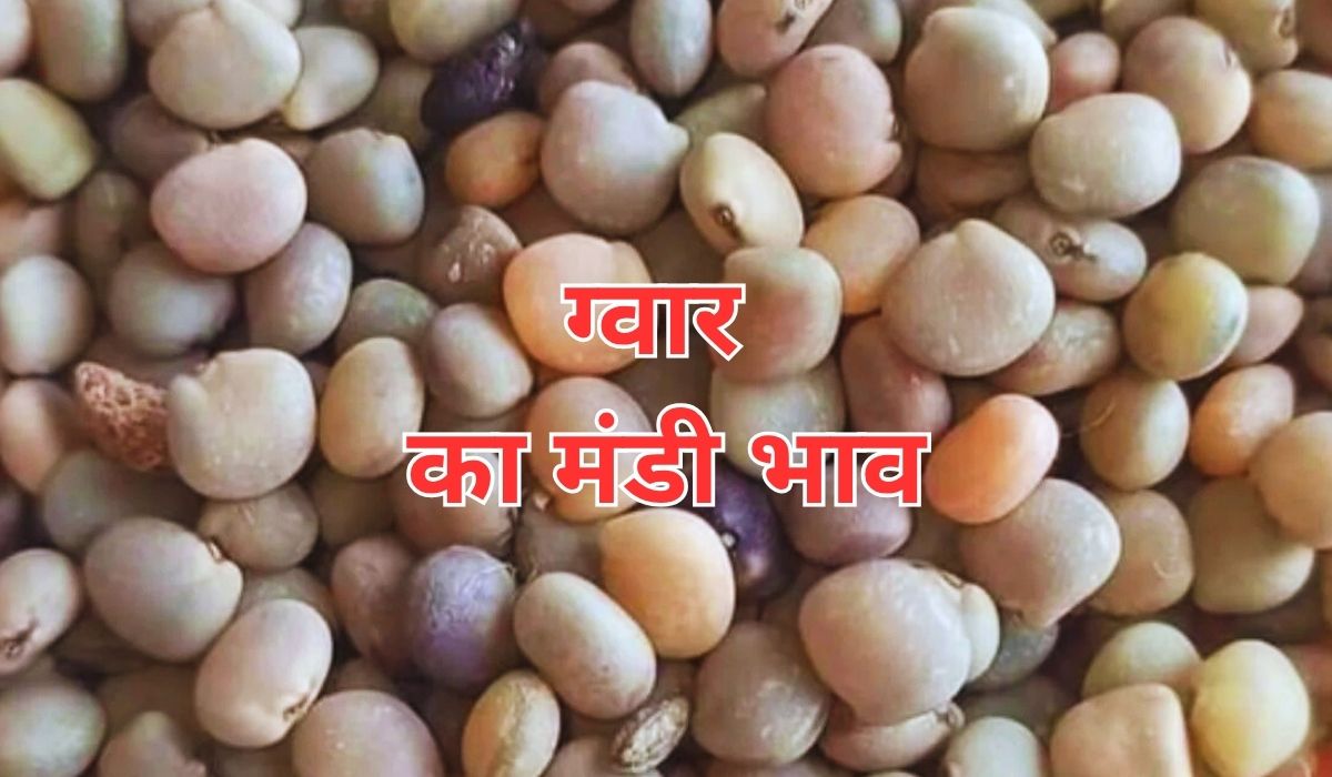 ग्वार के भाव चल रहे धीमी गति, जाने 25 जून 2025 के ताजा मंडी के भाव