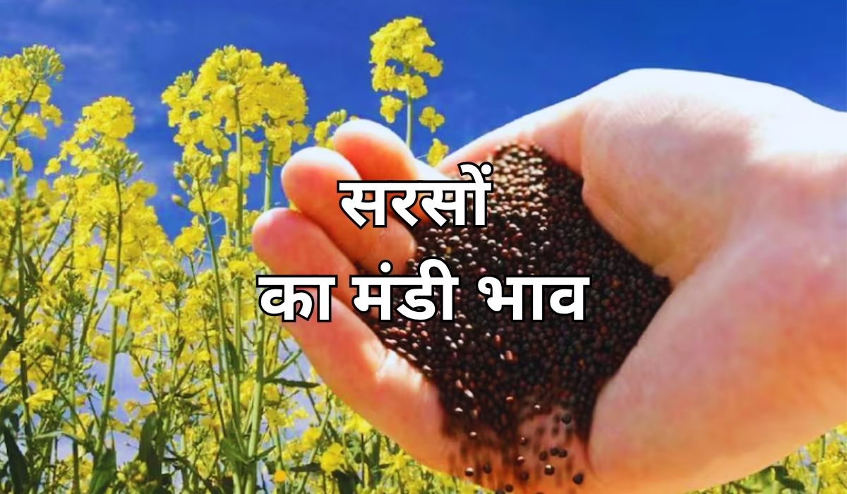 सरसों के भाव में लगा तेजी का जबरदस्त तड़का, जाने 25 जून 2025 के ताजा मंडी के भाव