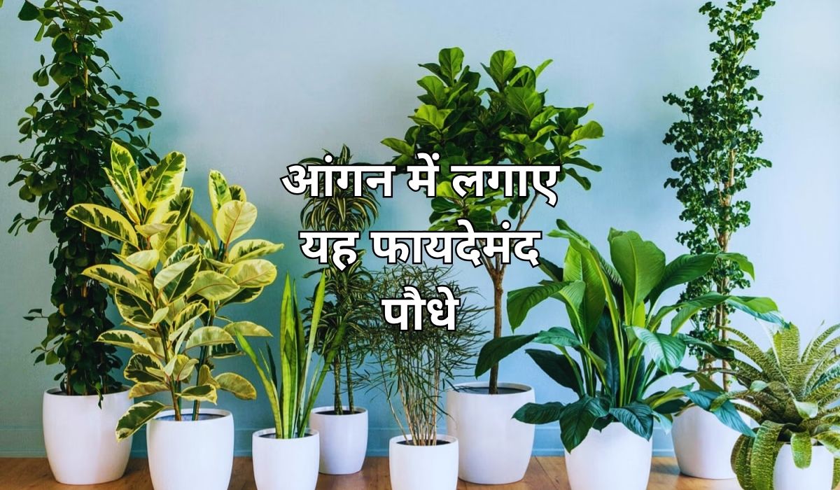 आंगन में लगाए यह फायदेमंद पौधे, घर में होगा सुख समृद्धि का वास, जाने क्या कहता है वास्तु शास्त्र