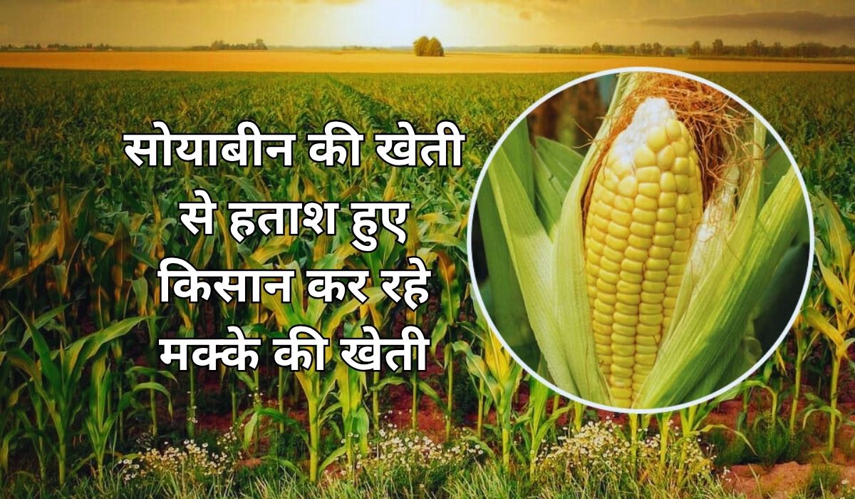 सोयाबीन की खेती से हताश हुए किसान कर रहे मक्के की खेती, जाने सरकार कितना दे रही अनुदान