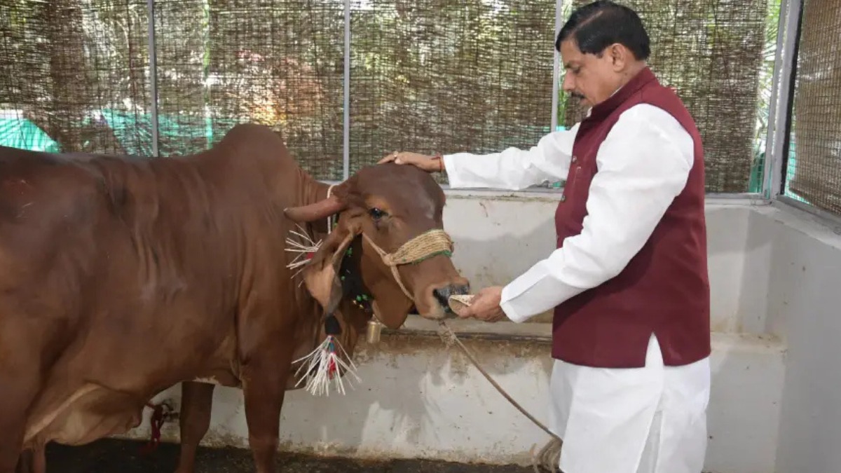 गौसेवा को मिलेगा CM हाउस का मंच, 20 जून को पूरे प्रदेश से आएंगे गोशाला संचालक
