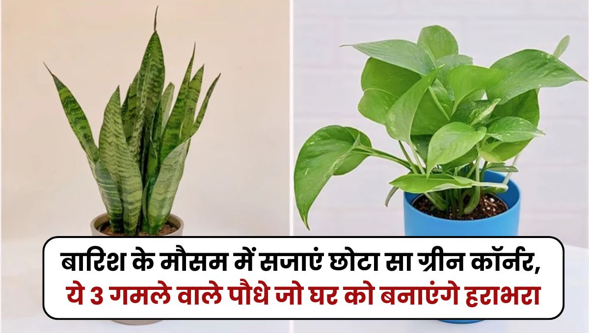 plants for small pot