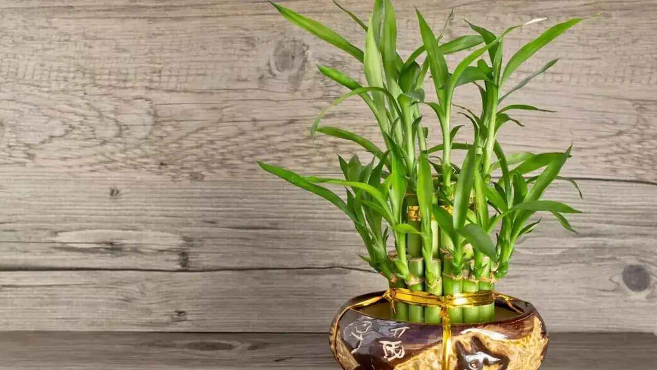 बांस का पौधा लगाने से मिलती है मां लक्ष्मी की कृपा