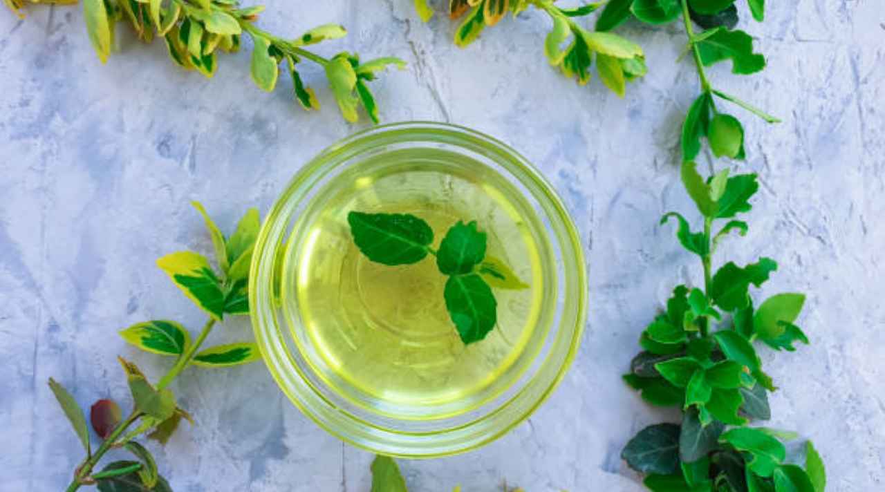 Tulsi Water Benefits