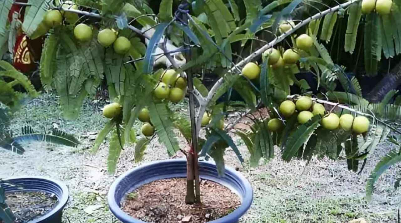 gooseberry tree