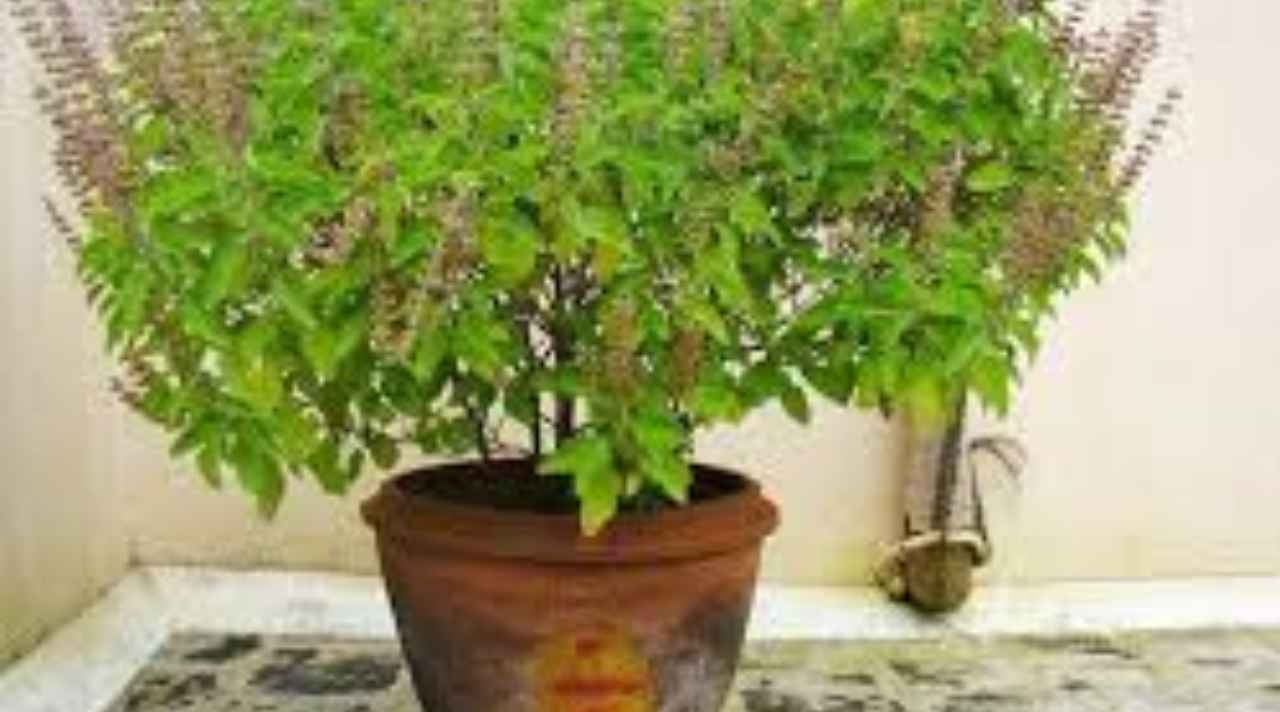Basil Leaves: