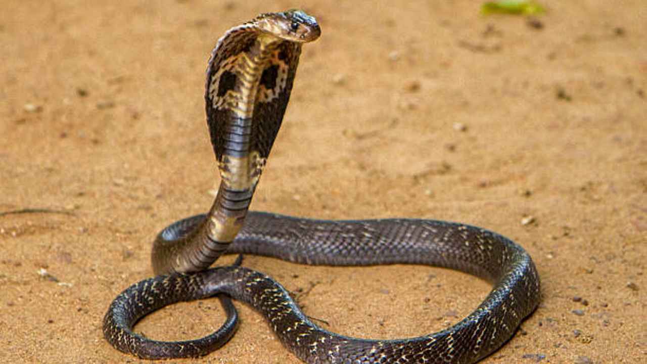 सावन में दिखा नागदेवता