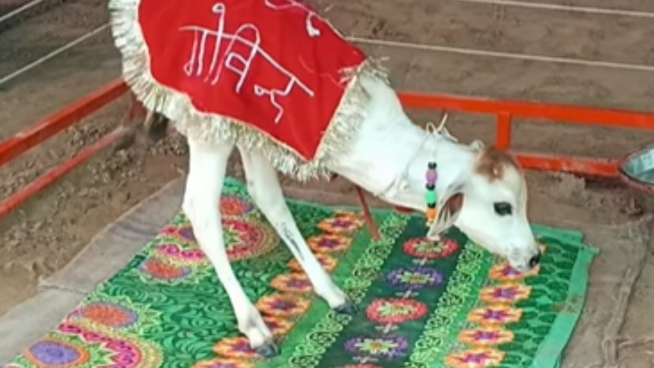 सिर्फ दो पैरों पर चलने वाला यह बछड़ा बना गांव का सितारा, लोग देखकर बोले – ये कुदरत का चमत्कार है!