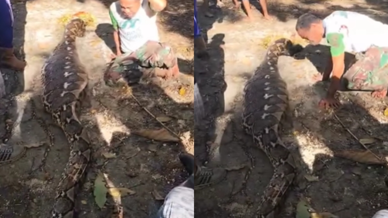 इंसान को जिंदा निगल गया अजगर, पेट चीरकर निकाली लाश! पिता की चीखें सुनकर रोंगटे खड़े हो जाएंगे, वीडियो वायरल!