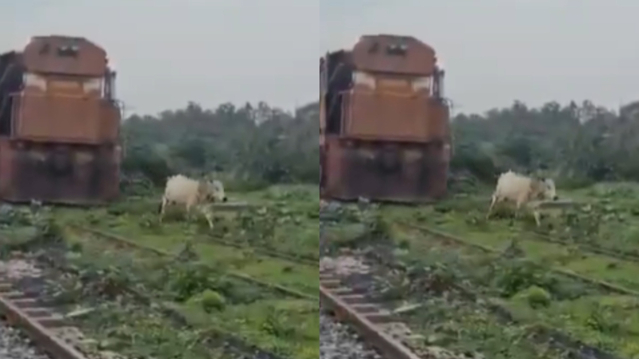 तेज रफ्तार ट्रेन के आगे अचानक आ गई गाय, फिर जो हुआ हुआ...