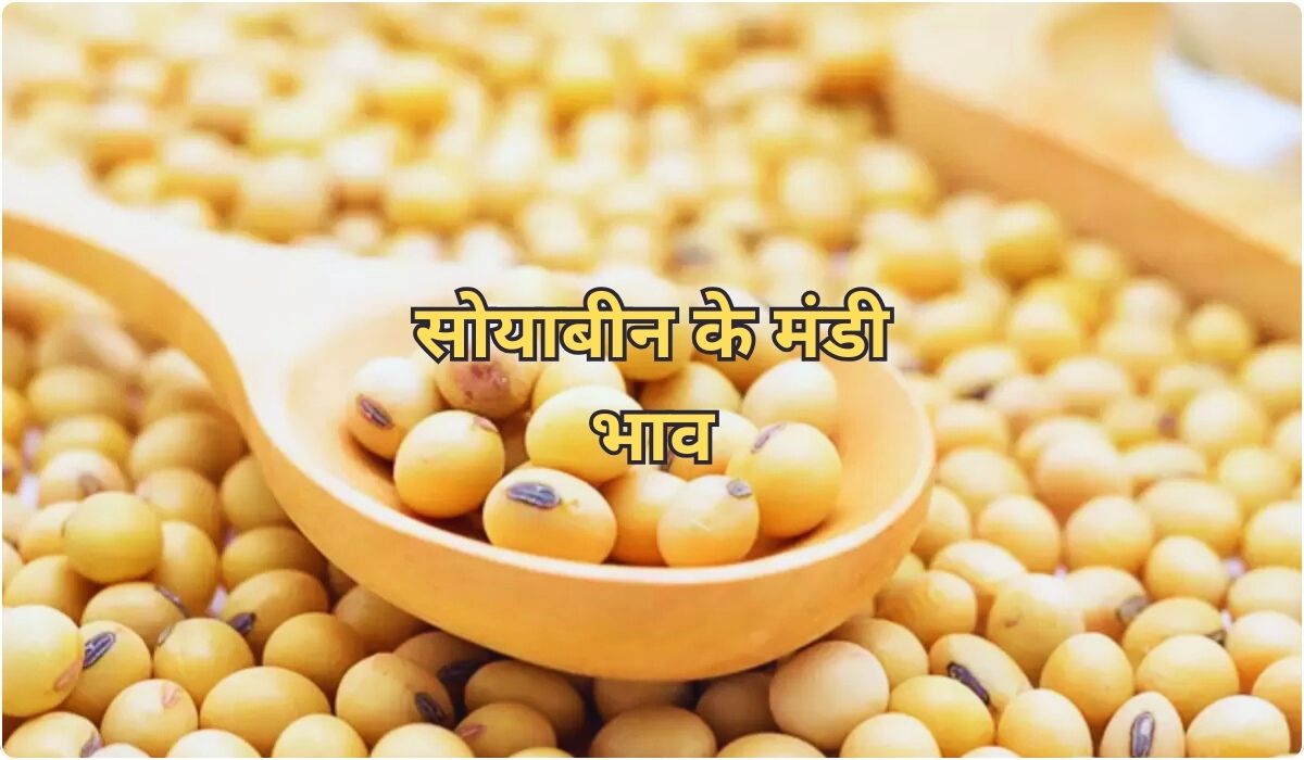 सोयाबीन के रेट में हलचल का जबरदस्त तड़का, जाने 17 जुलाई 2025 के ताजा मंडी भाव