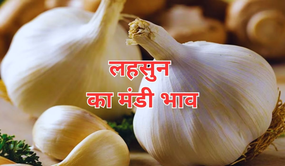 लहसुन के भाव में आज कितनी हलचल हुई, जाने 31 जुलाई 2025 के ताजा मंडी भाव