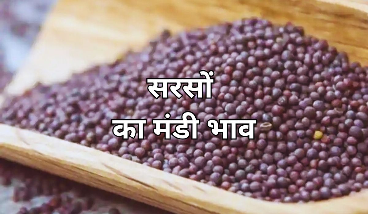 सरसों के भाव आज आई मामूली गिरावट, जाने 17 जुलाई 2025 के ताजा मंडी भाव