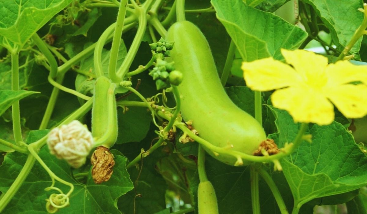 लौकी के बेल में नहीं लग रहे हैं फल तो अपनाएं घरेलू फ्री के नुस्खे, फूलों और फलों से लग जाएगा पौधा
