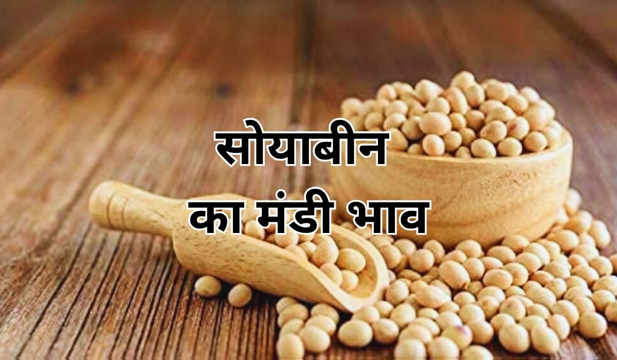 सोयाबीन के भाव में जबरदस्त हलचल बरकरार, जाने 16 जुलाई 2025 के ताजा मंडी भाव