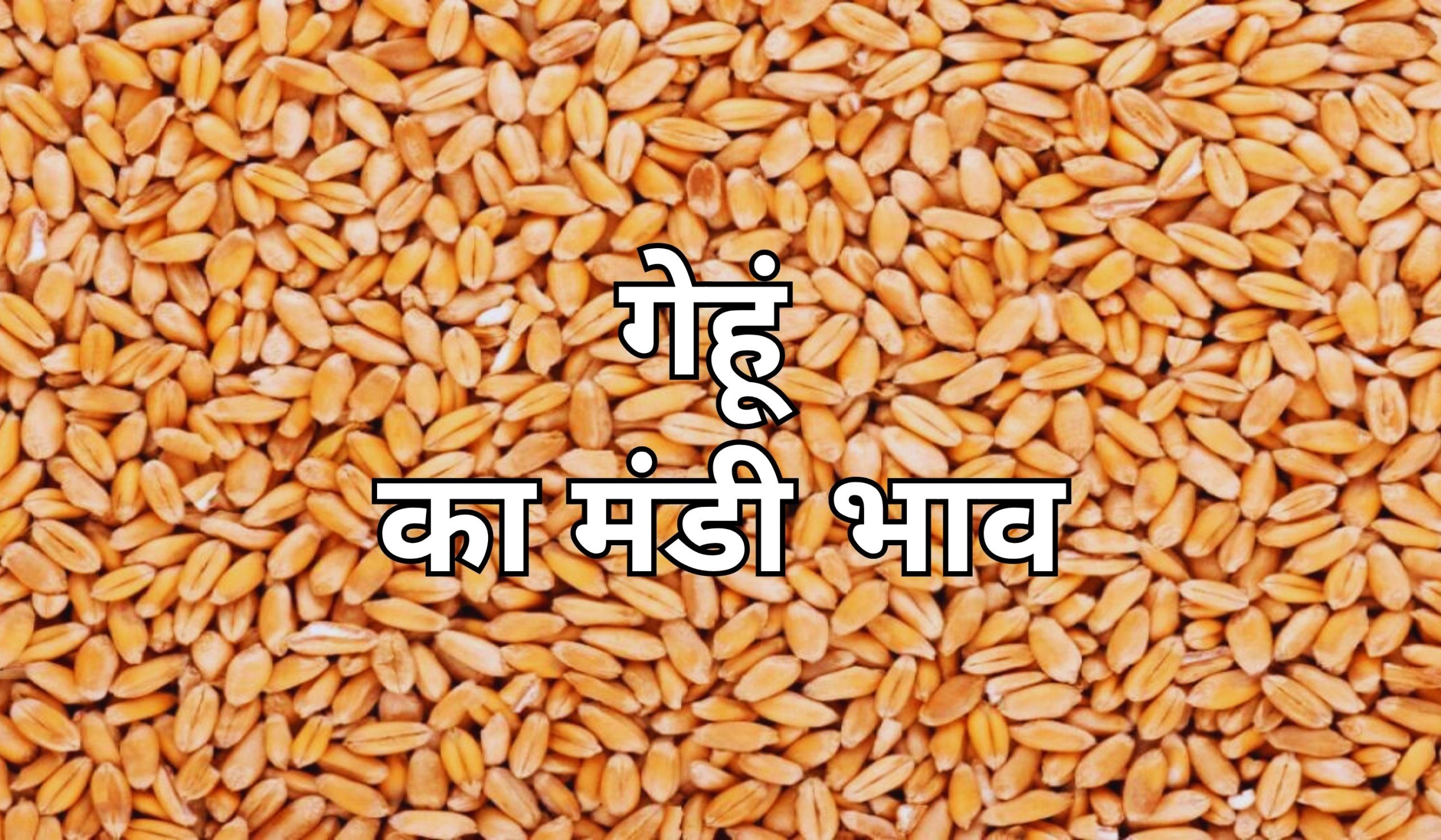 आज गेहूं का रेट कितना चल रहा? जाने 14 जुलाई 2025 के ताजा मंडी भाव
