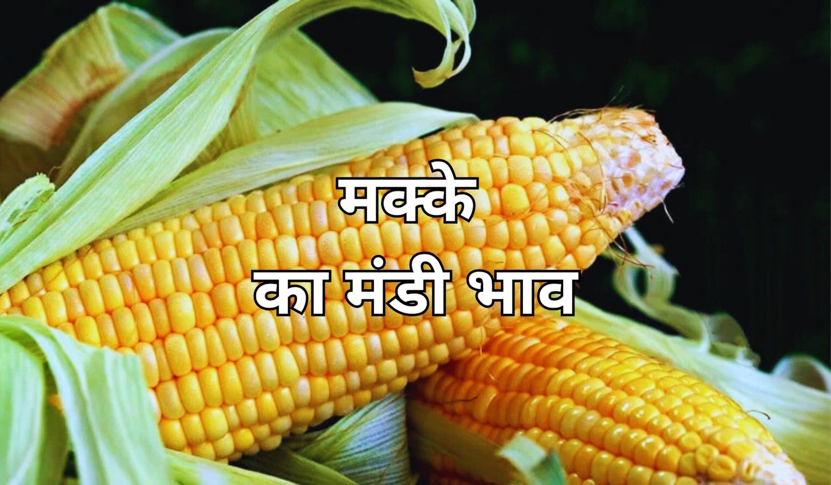 मंडी में मक्के के भाव का क्या हाल? जाने 14 जुलाई 2025 के ताजा मंडी भाव